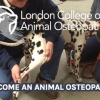 NZ Osteopaths Banner 3
